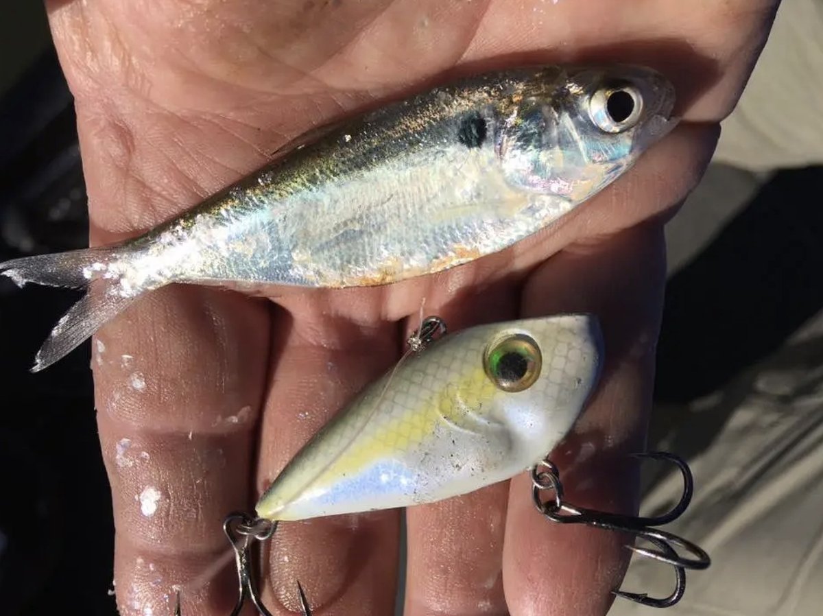 outdoorsmencom's tweet photo. Matching the hatch is the 🔑 to fall fishing.
#fishing #bassfishing #shad #fallfishing #baitfish #liplesscrankbait https://t.co/aXwJXkR4Rr