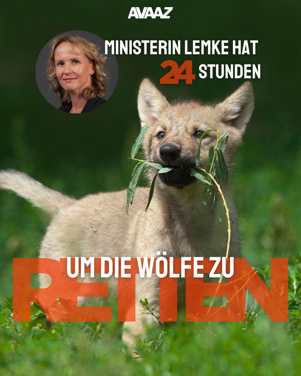 Ministerin <a href="/SteffiLemke/">SteffiLemke</a>, die Rückkehr der Wölfe ist ein Sieg für die Biodiversität! Lassen Sie nicht zu, dass jahrelange Erhaltungsarbeit durch mehr Jagd gefährdet wird. Als Grünen-Politikerin: Bleiben Sie stark und wehren Sie sich gegen den politischen Druck. Stimmen Sie gegen