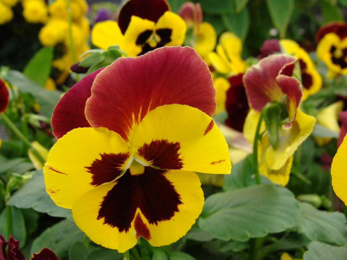 It’s a Good Time to Start… Featured Plants… Photo Gallery… Seasonal Articles… Check out this week's Newsletter from Hoffmann Hillermann Nursery &amp; Florist: conta.cc/3XFgSQI