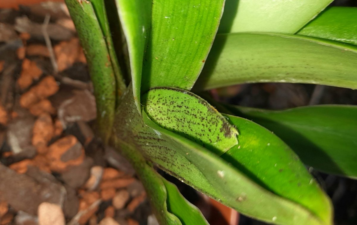 Brian Hodgkin, ML (@brianh4951) on Twitter photo Beginning to think the Hodgkin ladyslipper windowsill hareem are starting to think about making a show as we get closer to the end of the year over this side of the great greasey pothole. <a href="/PetrovichBilly/">Orchiholism</a> Beginning to think the Hodgkin ladyslipper windowsill hareem are starting to think about making a show as we get closer to the end of the year over this side of the great greasey pothole. <a href="/PetrovichBilly/">Orchiholism</a>