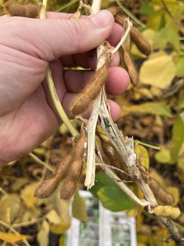 OFNagronomist's tweet photo. We did not find a high incidence of white mould in early or late scouting of fungicide trials this year. What are others seeing? https://t.co/GfBNAENQ73