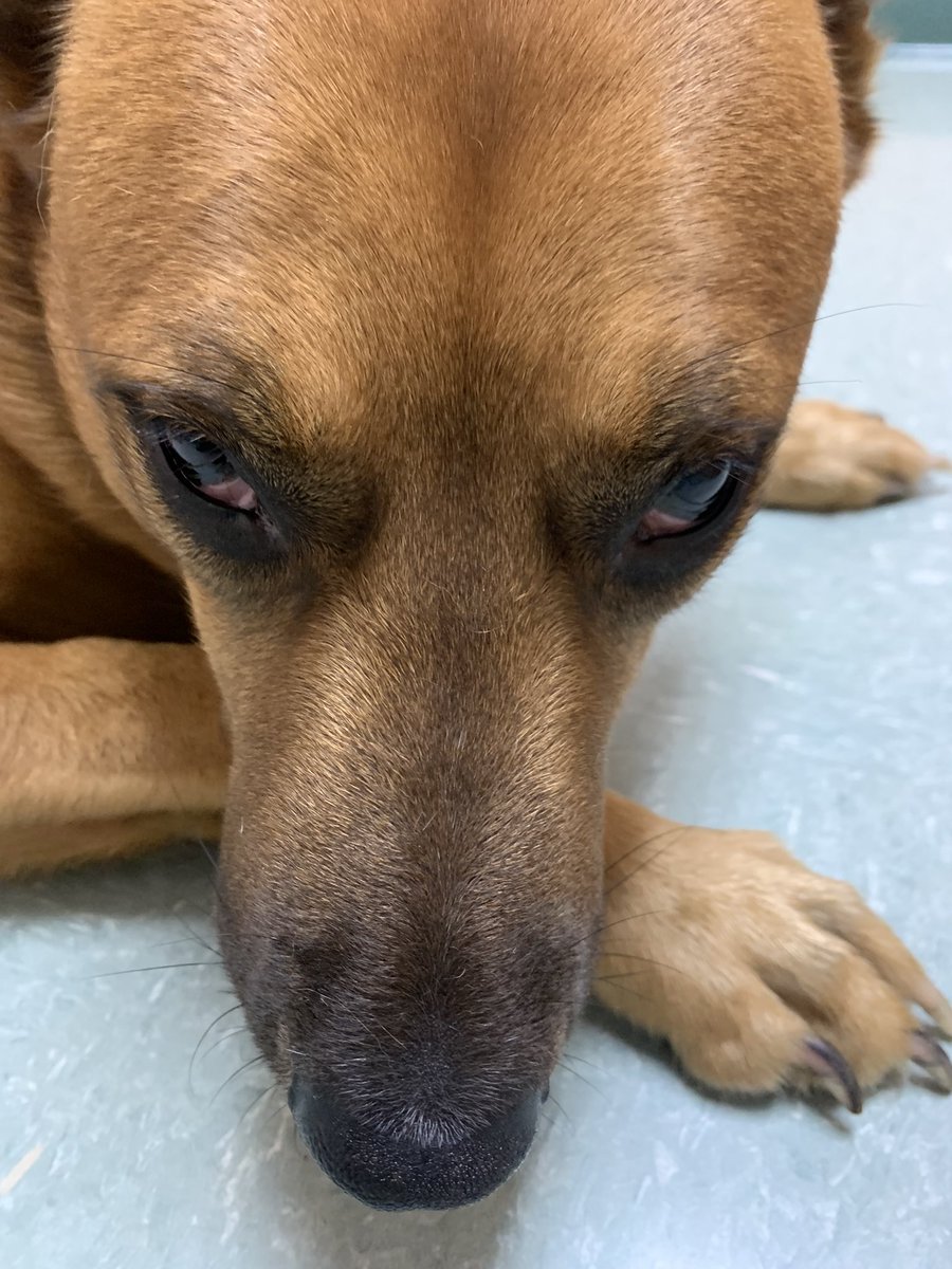 the face of a man who fought the vets for two hours over a blood draw