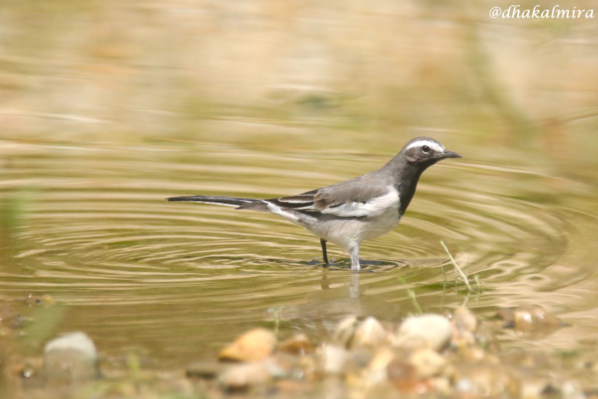dhakalmira's tweet photo. White Wagtail सेतो टिकटिके
#naturephotography #birdphotography #TheJoyOfSmallThings https://t.co/Cfkm6fzqgR