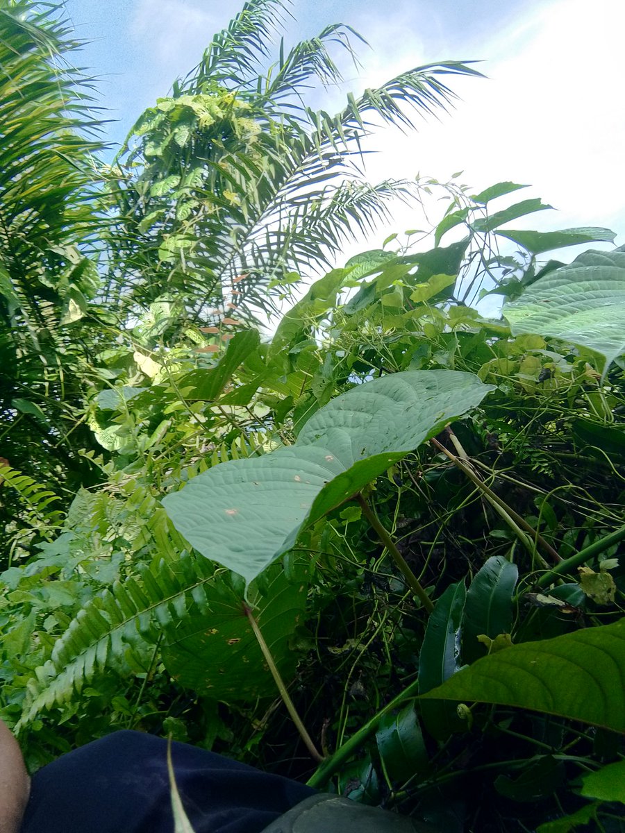 Ori Tan♥️🇮🇩 (@orisemt) on Twitter photo 