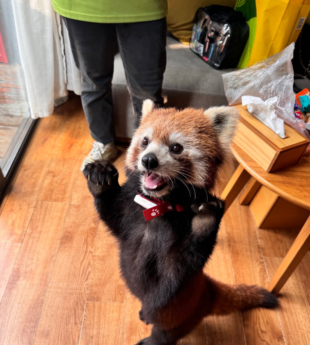 動物園に住んでいて、レッサーパンダが起こしてくれるなんて、本当にかわいいでしょう！！😍😍😍 https://t.co/EaXiaWG3p0