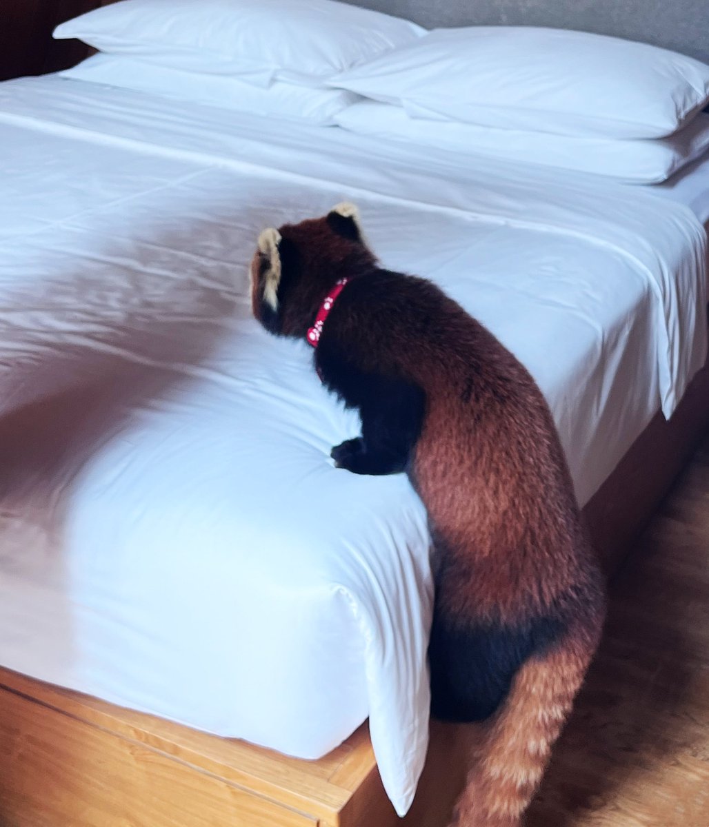 動物園に住んでいて、レッサーパンダが起こしてくれるなんて、本当にかわいいでしょう！！😍😍😍 https://t.co/EaXiaWG3p0