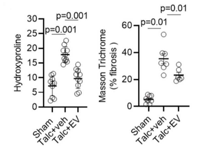 davis_ctrl's tweet image. Human atrial extracellular vesicles (EVs) significantly reduce scar burden in the atria, as shown by hydroxyproline and Masson’s trichrome staining, compared to placebo (Talc + veh). Discover the potential of EVs in atrial fibrosis treatment! 🔗 doi.org/10.1172/jci.in…