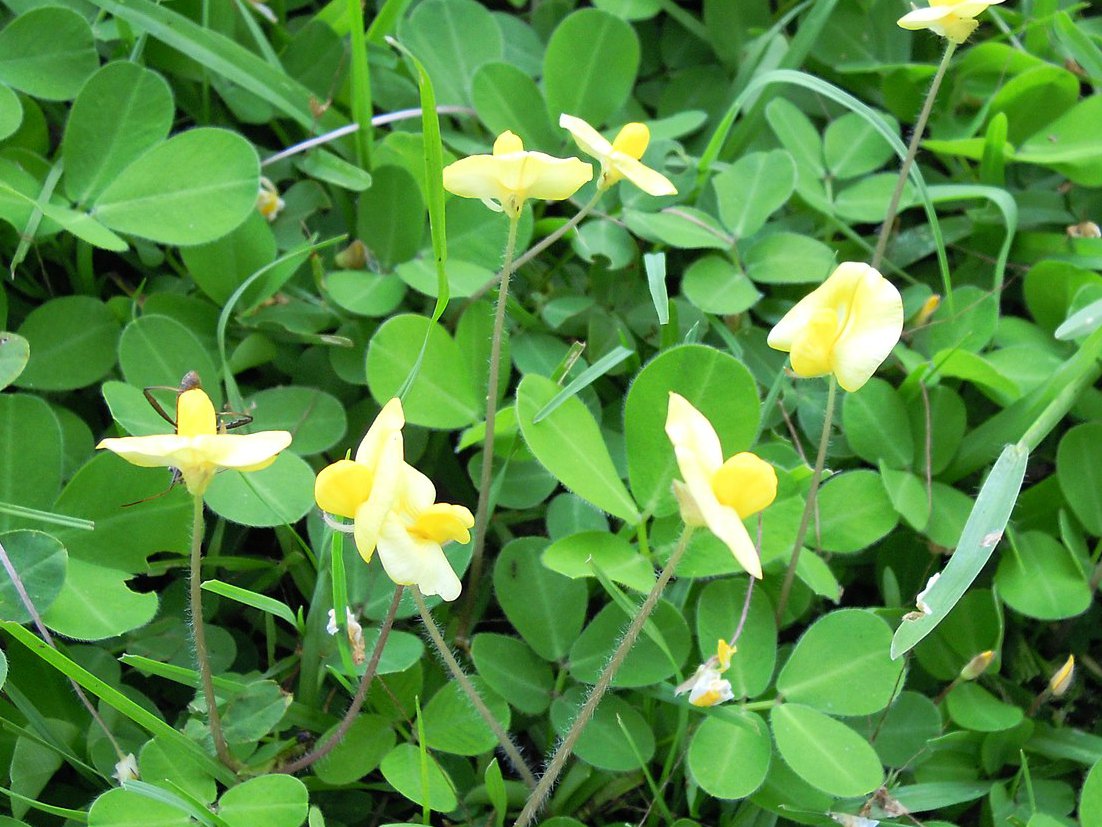 Gain confidence in using #covercrops. Come to the webinar "How to Use a Cover Crop Species Selector Tool &amp; On-farm Applications” on Thu., Sep. 19. at 12:30 pm ET. Learn about using the tailored, detailed info in our Cover Crop Species Selector. Register at bit.ly/3X4Xn3I