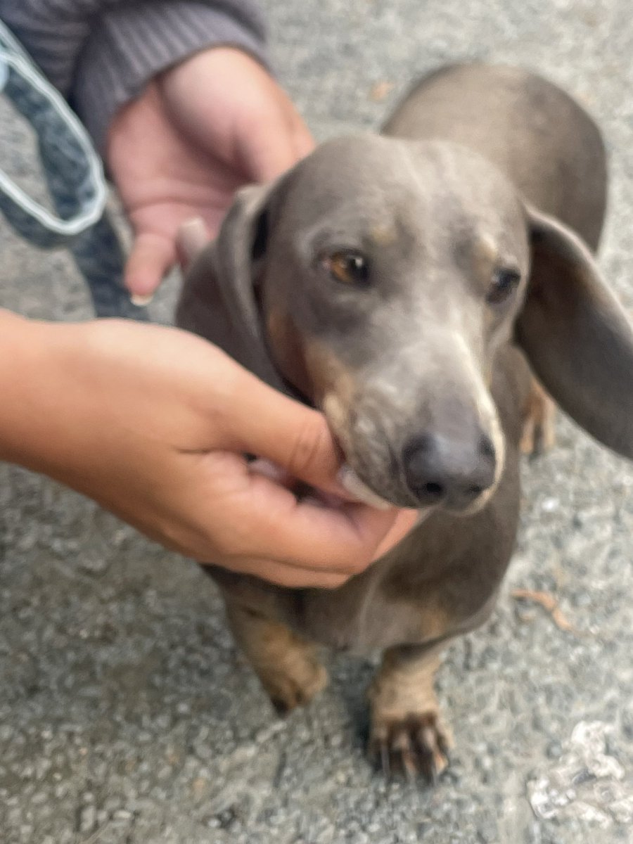 Has anyone lost this dog on Gregory Boulevard/ Radford Rd ? He’s been taken  to the vets in Sherwood to be checked over