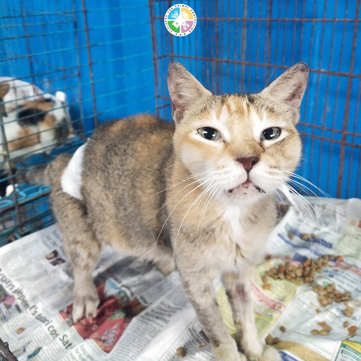 capmumbai's tweet photo. As eating was difficult, we also had to feed her using a syringe. 🍽️

After her injuries healed, we could determine if she required surgery for her jaw fracture. 🩺

Sweet Milly was friendly and calm throughout the journey we are so proud of her unwavering resilience! 💖💞 https://t.co/zj09WRlRz4