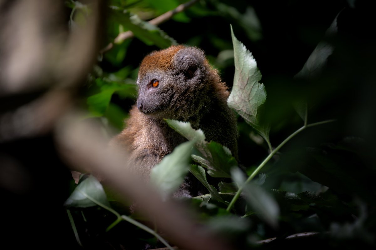Guiiom76's tweet photo. 📸 #photooftheday 

©2024 Guillaume Viron
Nikon Z8 + Nikkor 100-400 S

Follow my IG For More Pictures : @gvi_photographie

@seinemaritime
@parcdecleres 

#parcdeclères #parcdecleres #seinemaritime #normandie #zoo #animal #biodiversité #hapalemur #protectnature #protectinganimals https://t.co/4MxKcZM2kD