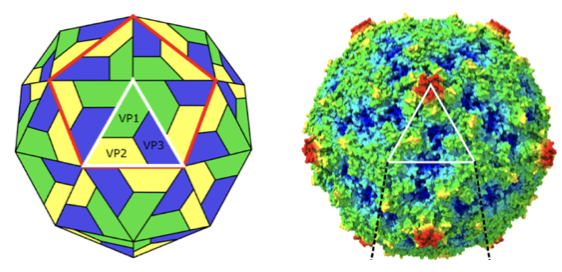 brangwynnelab tweet media