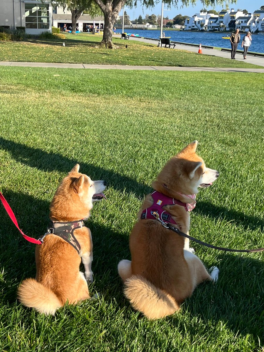 LuewttaEl's tweet image. In this noisy city, I enjoy the tranquility of nature with my little friends. #dogdaily