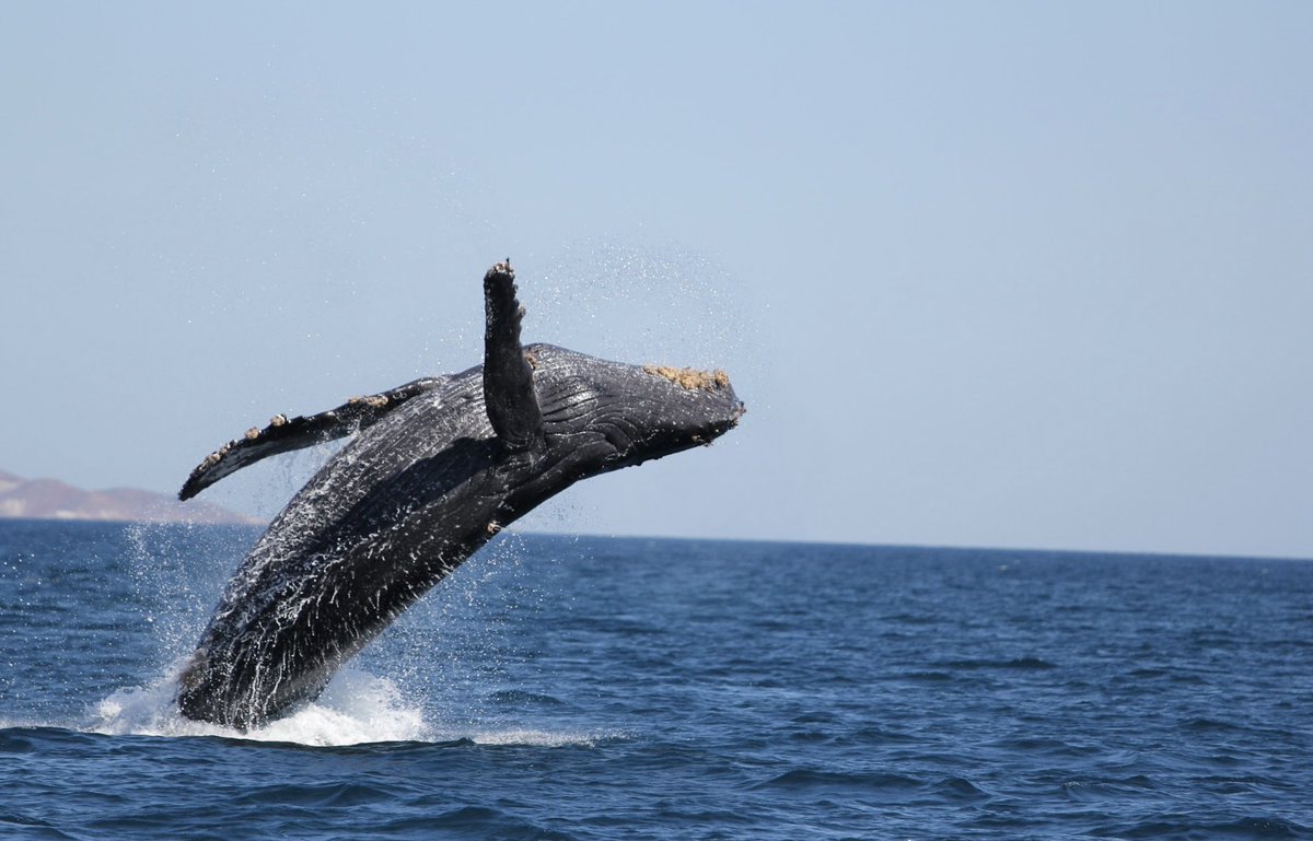 PabloMontanoB's tweet photo. En el Golfo de California hay una gran amenaza en proceso para las #ballenas.
Quieren meter megabuques de exportación de gas metano para que empresas de 🇺🇸 puedan vender en Asia.
Convertirían el Acuario del Mundo en Zona de Sacrificio.
📷 Vane Prigollini
#BallenasOGas https://t.co/fUkfWdb9Ve