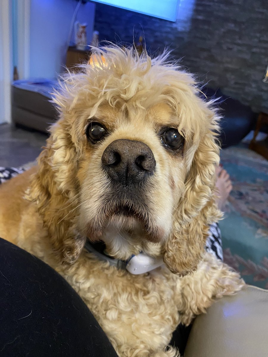 SpanielsSuper's tweet photo. @Pawwtners Isky is concerned that if Trump is elected he might be the first eaten?
#ExtraSucculent
#NotMeMum
#VoteHarris
#DontRiskIt https://t.co/yM61HGiWre