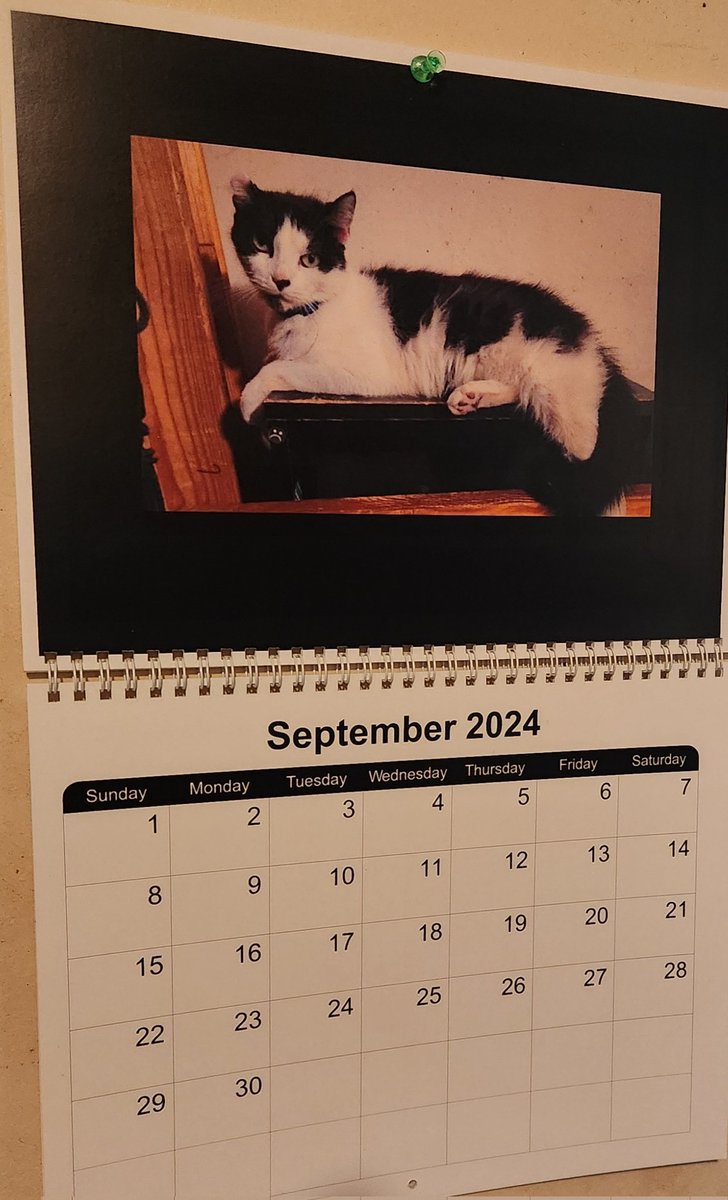 thejohnnyblast's tweet image. My sister Sandy used to take my photos of downtown Charleston WV and make calendars. 
Now she makes calendars of Sally.

#CatModel