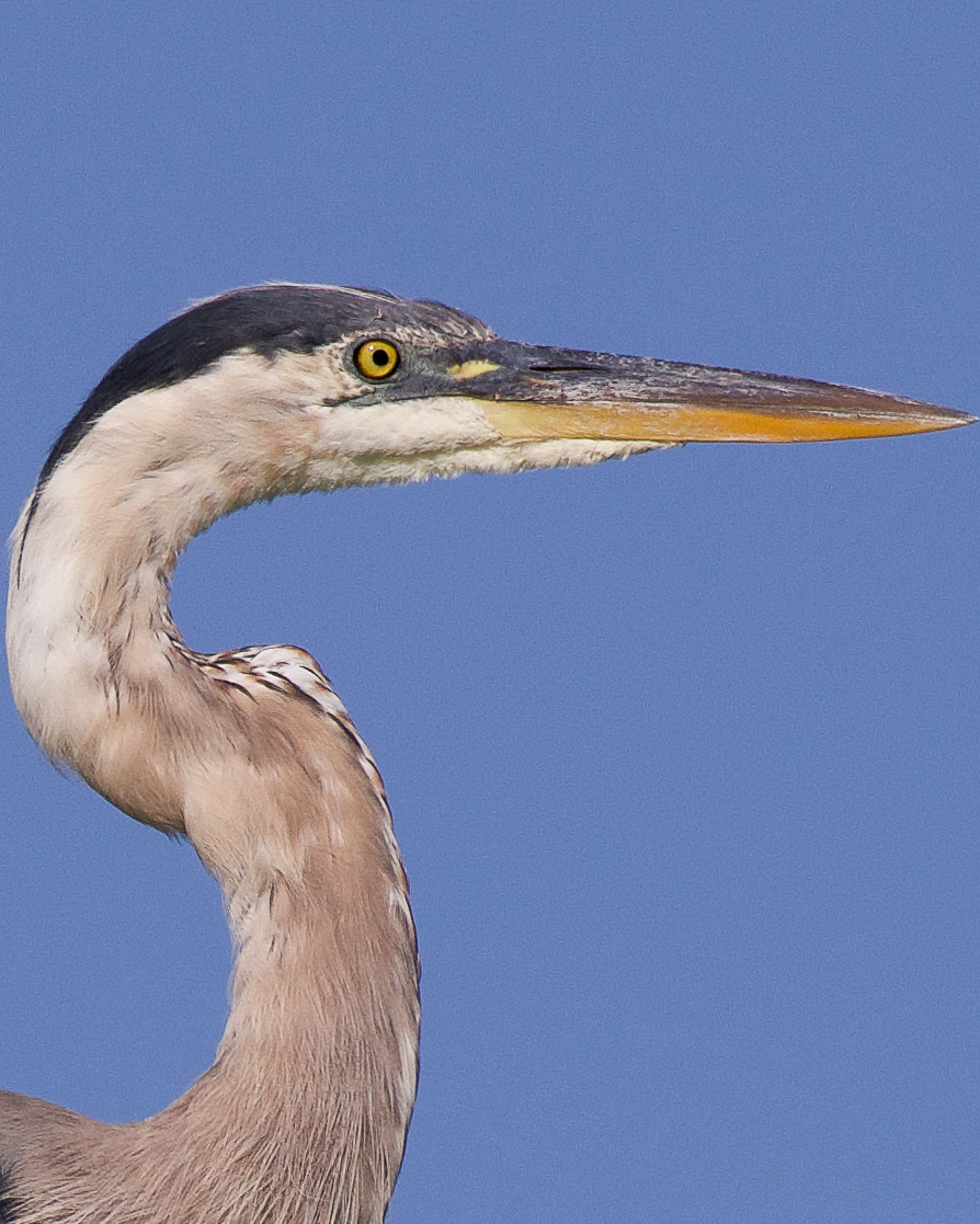 SamuelBarlow's tweet photo. Masters in the art of patience, Great Blue Herons typically spend long periods of time in standing water waiting for their prey to pass by before striking. A gracefully deadly animal and one of my favorite bird species here in Eastern NC. 🥷
#greatblueheron #coastalnc https://t.co/s5oKRIxMX1