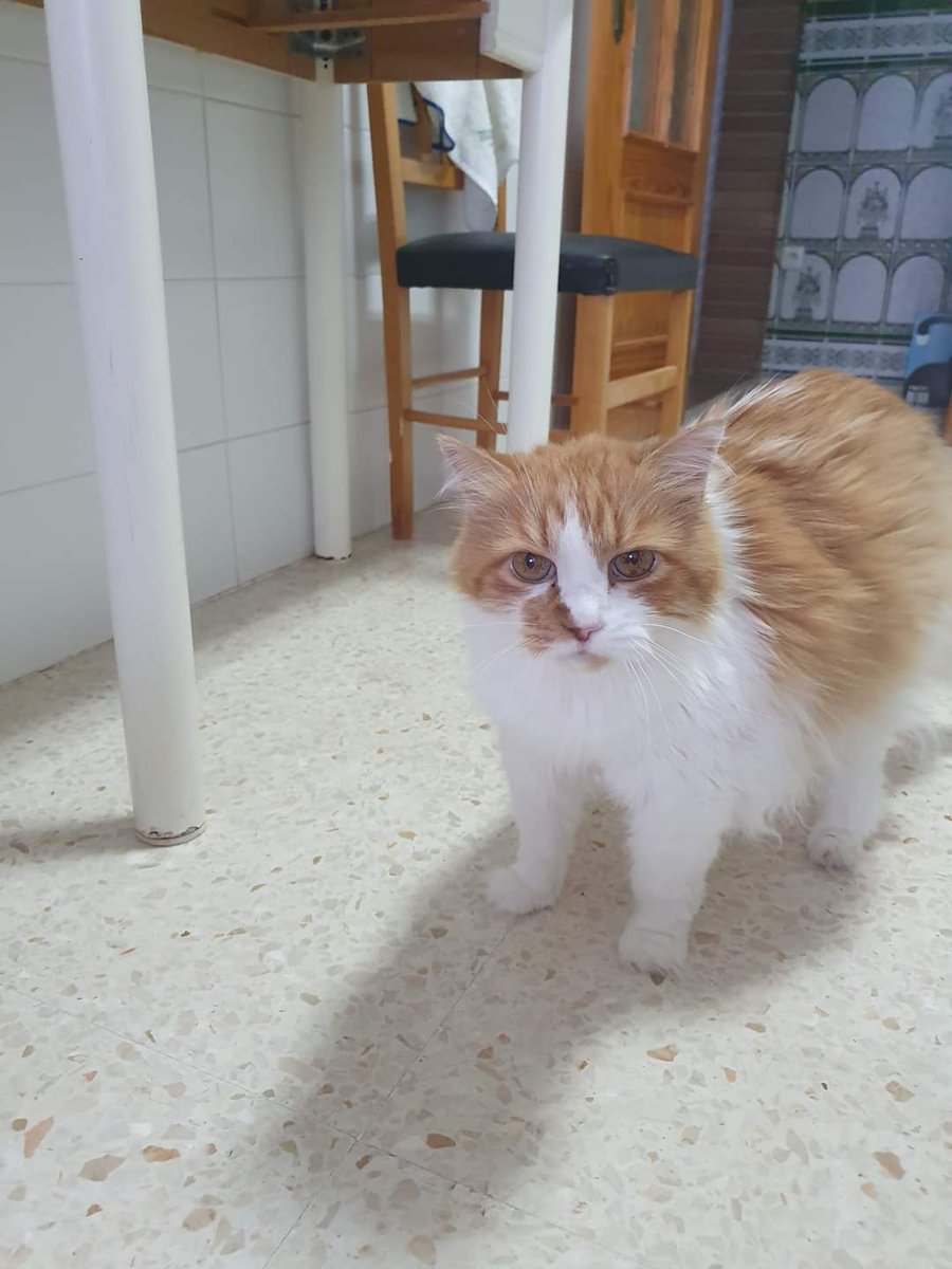 Estaba en el hospital su dueña, terminal, ya ha muerto y su hijo quiere que salga ya el pobre, tiene 17 años, está sin uñas, no sé por qué se las quitó pero lo quería, era querido y mimado y ahora qué?? 😢 💔
Lo van a sacrificar, no le sale una familia, sabemos que va contra la