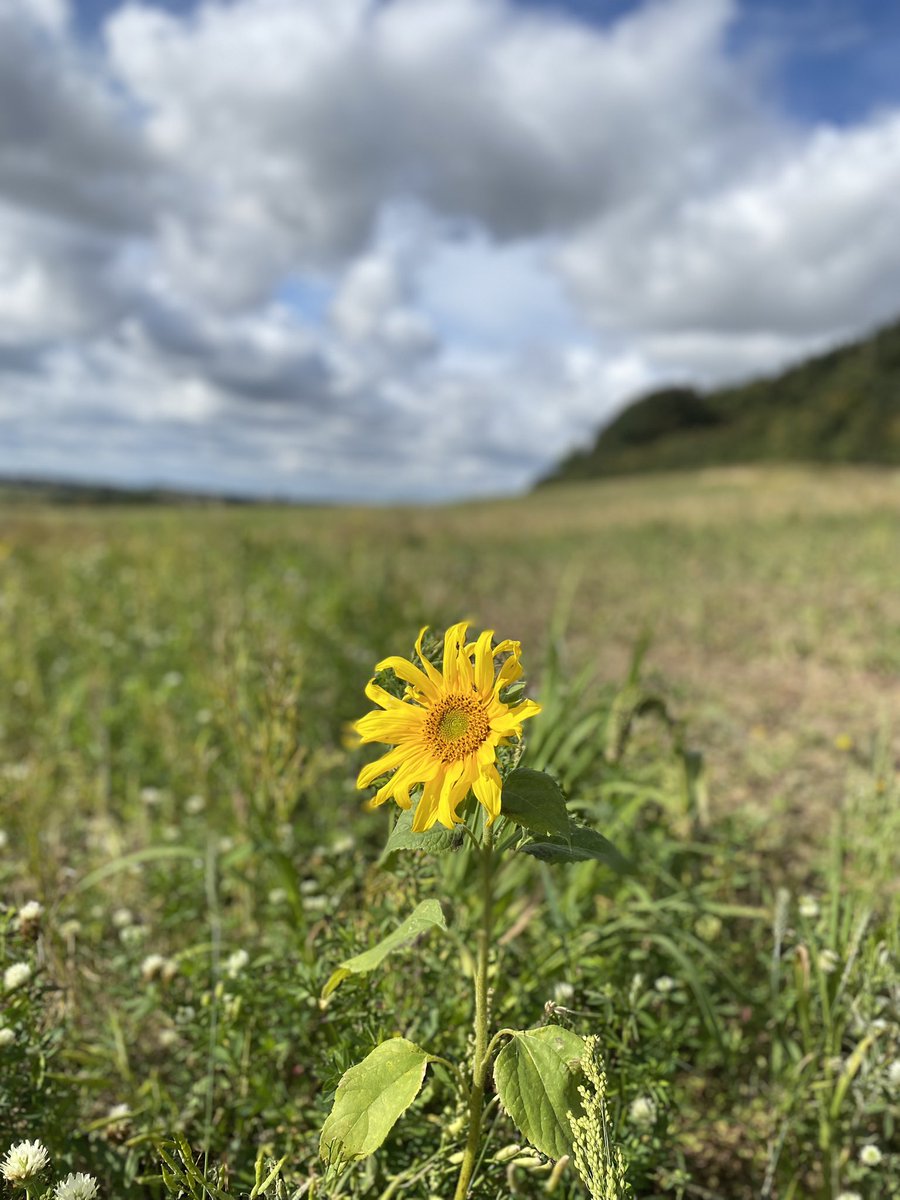Miss_R_Adams's tweet photo. Had a brilliant day with @LEAF_Education  at @Birkdale_Farm  exploring how to integrate food, farming and sustainability into the curriculum 🌻🌾 #STEM https://t.co/DotEKbgqyG