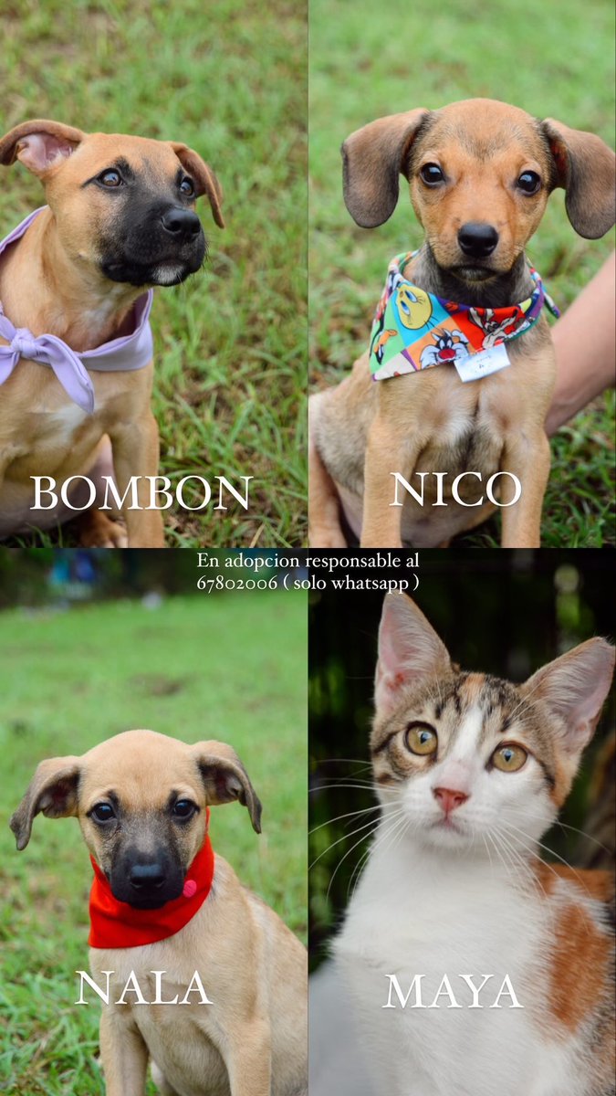 depataenpata_'s tweet image. Seguimos en busca de hogares responsables ✨ Please RT!