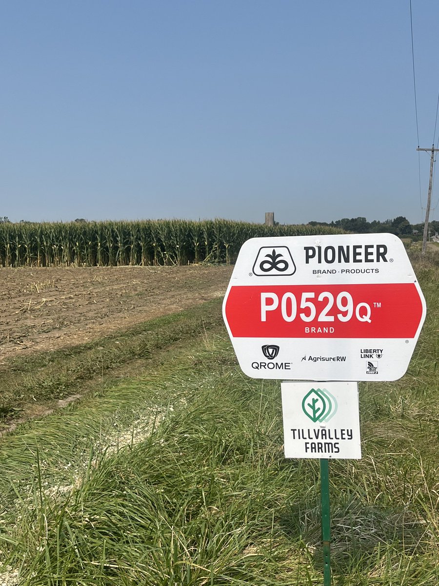 Pioneer corn silage coming off. Probably the best I’ve seen. Awesome yield <a href="/cheekyfarmgirl/">Ann Vermeersch</a> <a href="/PioneerSeedsCA/">Pioneer Seeds Canada</a> <a href="/Skippyltd/">Darryl Schipper</a> <a href="/MDDavisDLG/">Matt Davis</a> <a href="/ChrisStover6/">Chris Stover</a> <a href="/milk_4_life/">Marcel Steen</a> <a href="/SVandegoor/">Scott Vandegoor</a> <a href="/country__69/">ben de beer</a> <a href="/SylviteAg/">Sylvite</a>