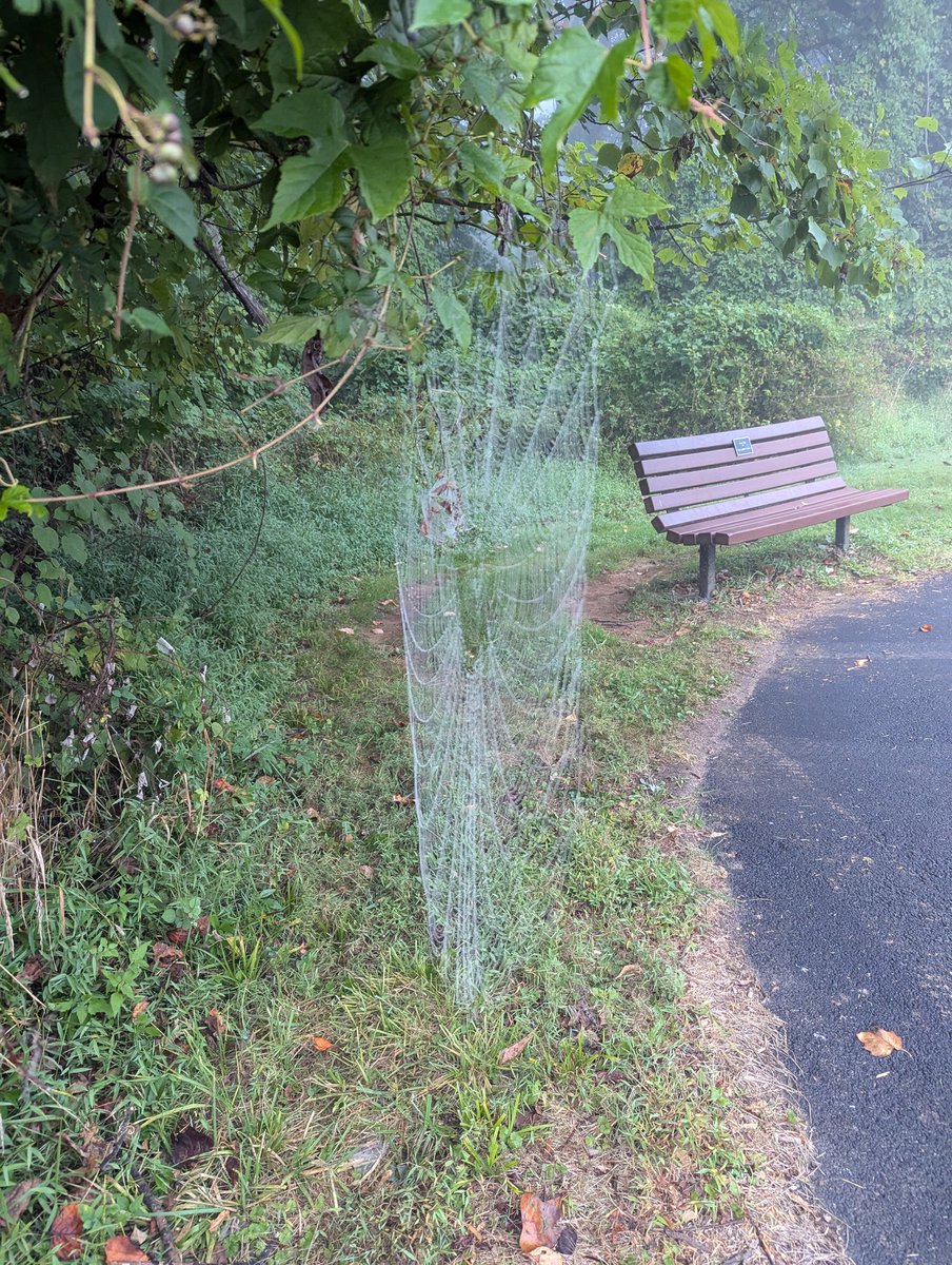 Cool things I found on my early morning, foggy walk around campus 🦌💧🌫️🕸️ #HappyHillendale