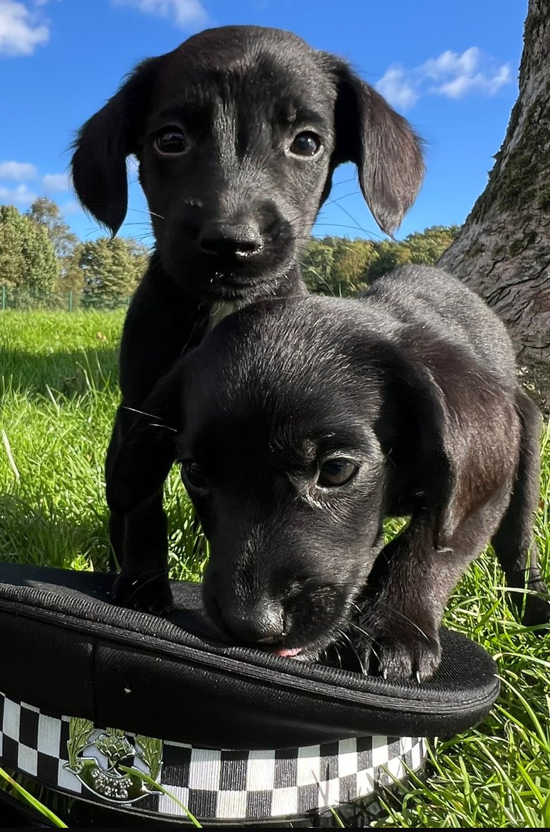 PSOSDogs's tweet photo. ๐จ ๐จ ๐จ PUPPY ALERT ๐จ ๐จ ๐จ
What do you think of our newest recruits?
These 2 #springador pups have joined the ranks as Trainee Police Dogs and once trained will become Specialist Search Dogs.
High hopes for them!
(No names yet, as the handlers have still to decide!! ๐ฌ) https://t.co/SfwAZcLKoJ