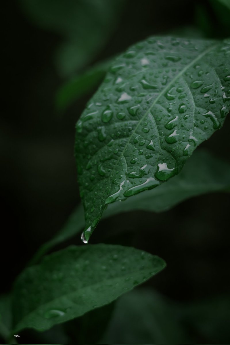 simplyFera's tweet image. When it rains... 

12/9/24