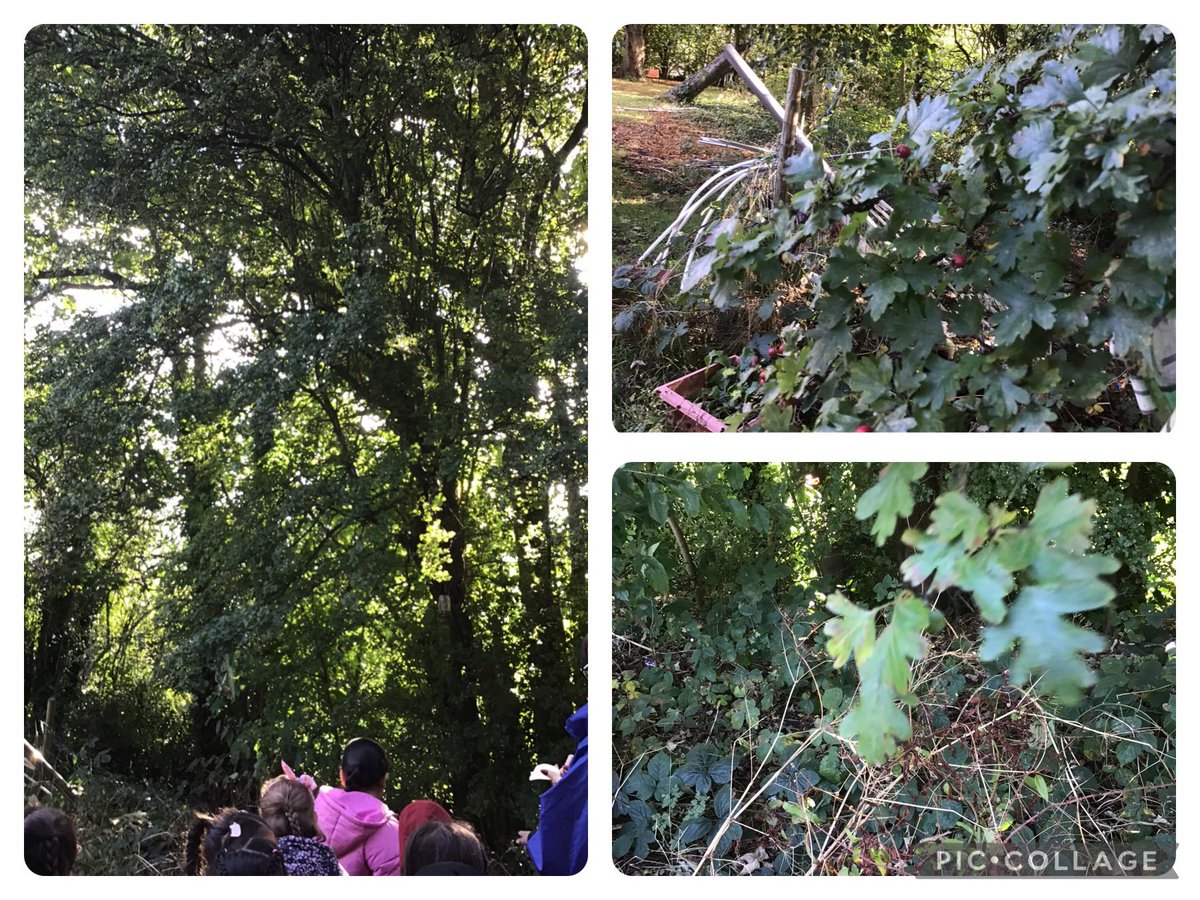 Mrs Dey (@devinfdey) on Twitter photo Today in science we looked for signs of autumn and talked about our class tree
<a href="/DevonshireInf/">Devonshire Infants</a> Today in science we looked for signs of autumn and talked about our class tree
<a href="/DevonshireInf/">Devonshire Infants</a>