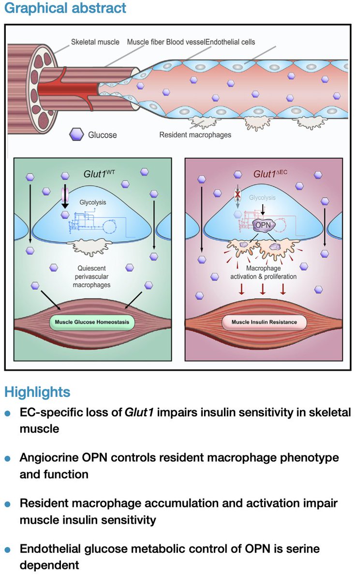 E. Dale Abel (@intmedabel) on Twitter photo Just out in <a href="/Cell_Metabolism/">Cell Metabolism</a> from @debocklab <a href="/ETH_en/">ETH Zurich</a> EC GLUT1 does not mediate transendothelial glucose transit but rewires EC #metabolism to attract macrophages to influence insulin sensitivity. Pleased to have made a small contribution to this work.
sciencedirect.com/science/articl⦠Just out in <a href="/Cell_Metabolism/">Cell Metabolism</a> from @debocklab <a href="/ETH_en/">ETH Zurich</a> EC GLUT1 does not mediate transendothelial glucose transit but rewires EC #metabolism to attract macrophages to influence insulin sensitivity. Pleased to have made a small contribution to this work.
sciencedirect.com/science/articlā¦