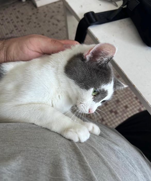 🚨🚨 2 chats(femelles) à adopter sur Lyon 🚨🚨
chats d’appartement, obligatoirement adoptées ensemble 
Coco (1ere photo) 10 ans
Mimine (2e photo) 4 ans 

DM si intéressé je vous mettrais en contact avec la personne 

RT SVP assez urgent