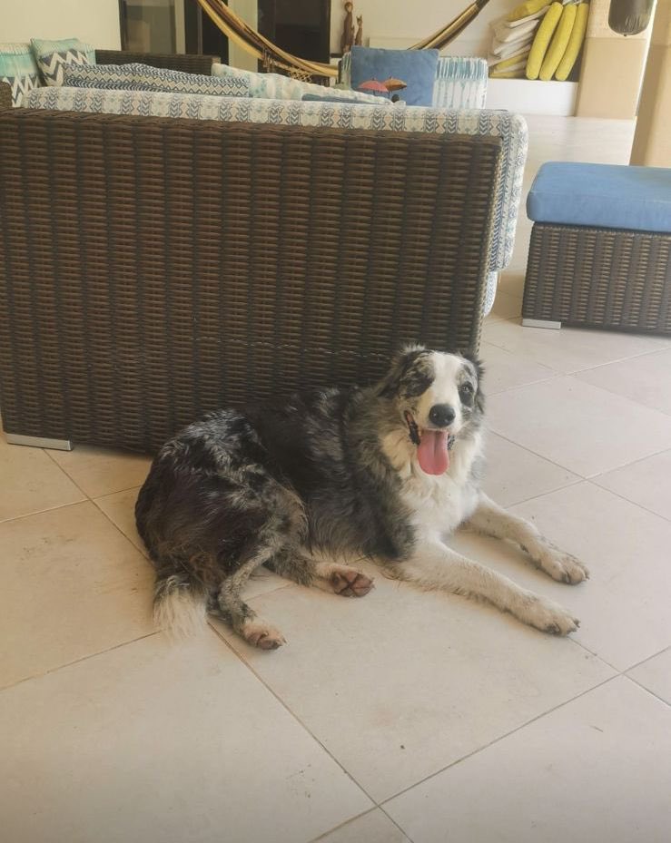 VILLAVICENCIOO📍‼️
Ayúdennos a rt🥹
Se perdió en El Cairo
Border collie 
Macho 
Benny - Benito 
No tiene un ojo