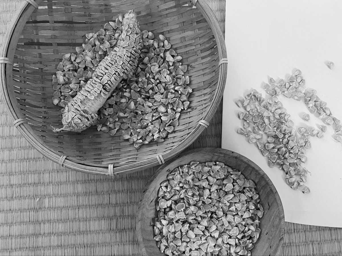 saccccha_n's tweet photo. このとうもろこしと私の違いは何だろ？

もくもくと作業してたら、意味わかんない疑問が湧いてきた

分子生物学的にはどこまでが自分で、どこからが他者かとても曖昧

この子はあの畑で育ち、私はそれを食べたので、私はあの畑の一部

その連続性と同一性の解釈
人類はまだその答えを持っていない https://t.co/yzbXwRTYdl