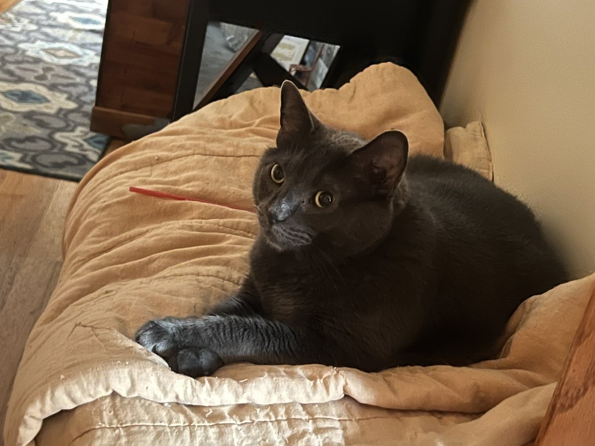 BitchestheCat's tweet photo. #currentcatus https://t.co/B2ZDYQQUgN