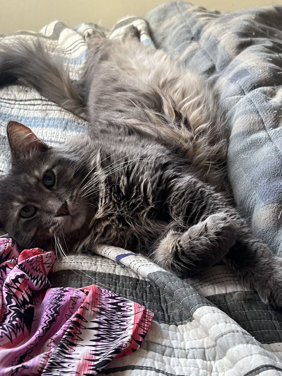 BitchestheCat's tweet photo. #currentcatus https://t.co/B2ZDYQQUgN