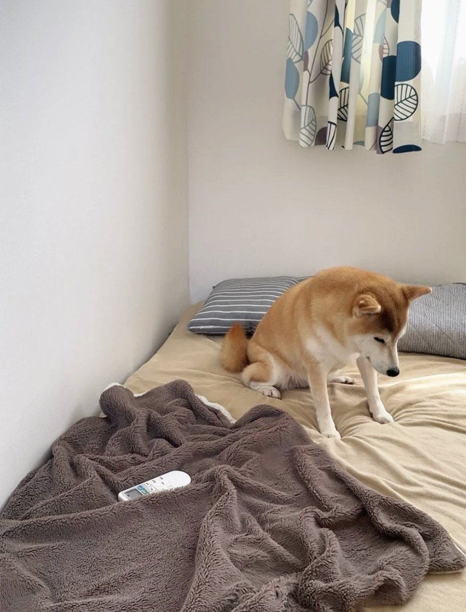 momonosekaiii's tweet photo. 4時起きしたかったのに普通に2時間も寝過ごした犬… https://t.co/P7OTPGo9SL