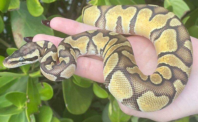 XYZReptiles's tweet image. 5 reasons #ballpythons are awesome pets:
bit.ly/3XDSPl4 #BallPython #BabyBallPython #BallPythonMorph #PythonRegius #RoyalPython #Snake #SnakeLife #Pets #Reptiles #ReptileLover