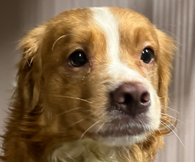 MorgFairsdogs's tweet photo. Canelo
#NYCACC
https://t.co/RlZCNHAwTJ
Kill listed for 9/14
#RescueMe #FosterMe
Canelo has been here before, no notes
Surrendered for "No Time" deadly phrase
Independent but loyal to his human
Likes familiar dogs & to play
Terrified to be back https://t.co/UBnxMAdMvS