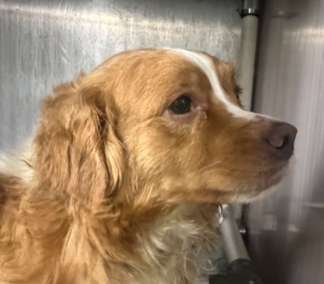 MorgFairsdogs's tweet photo. Canelo
#NYCACC
https://t.co/RlZCNHAwTJ
Kill listed for 9/14
#RescueMe #FosterMe
Canelo has been here before, no notes
Surrendered for "No Time" deadly phrase
Independent but loyal to his human
Likes familiar dogs & to play
Terrified to be back https://t.co/UBnxMAdMvS