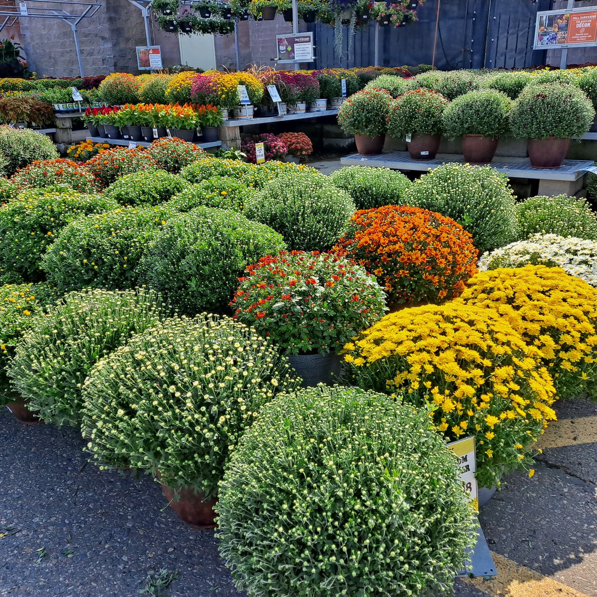 I'm a bit biased, but I think we have the best mum selection at <a href="/HomeDepot/">The Home Depot</a> St Louis Park!
  BTW- the perennials just went 50% off ...get them soon, cause they'll go fast! 🌸🌻😎