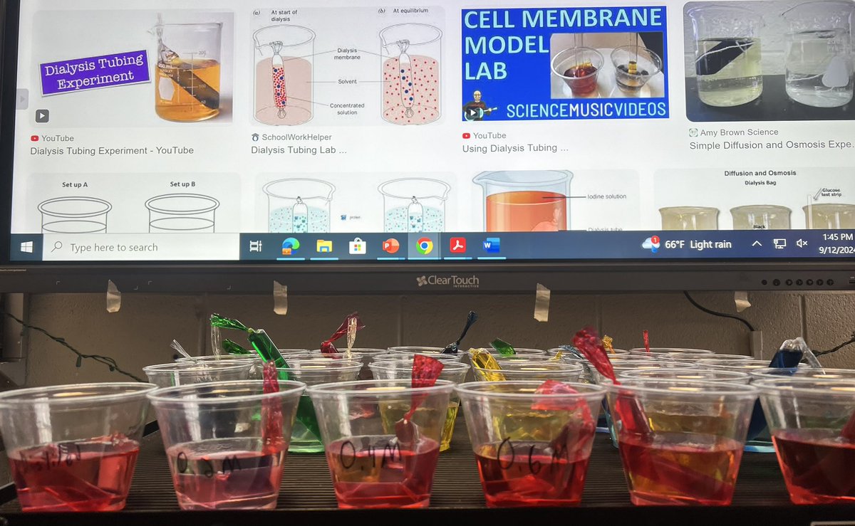 siorod03's tweet image. Cell Transport with dialysis tubing and varying glucose concentrations in Honors Biology 🧪🧑‍🔬👩‍🔬#WeAreWest  #HonorsBiology #CellularTransport