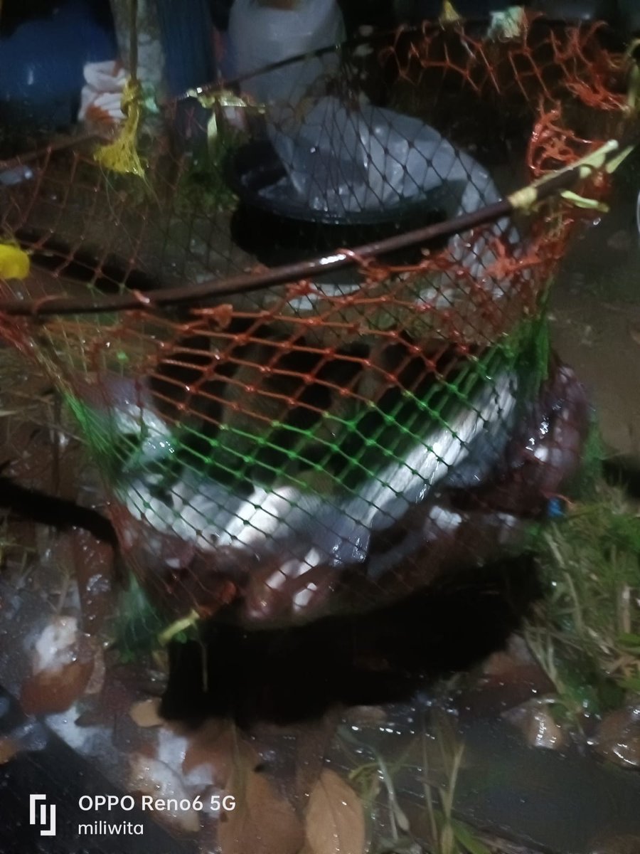 Ismail ogie tweet media