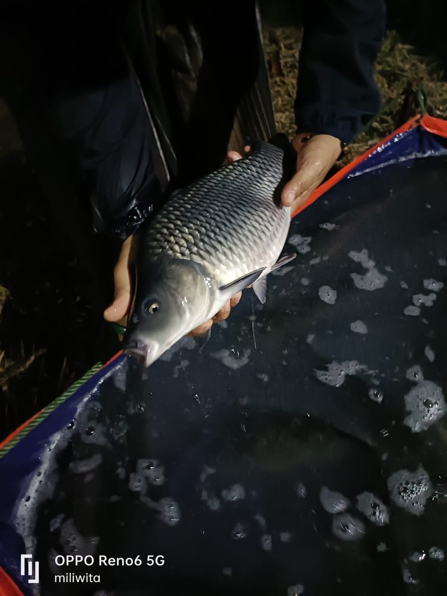 Ismail ogie tweet media