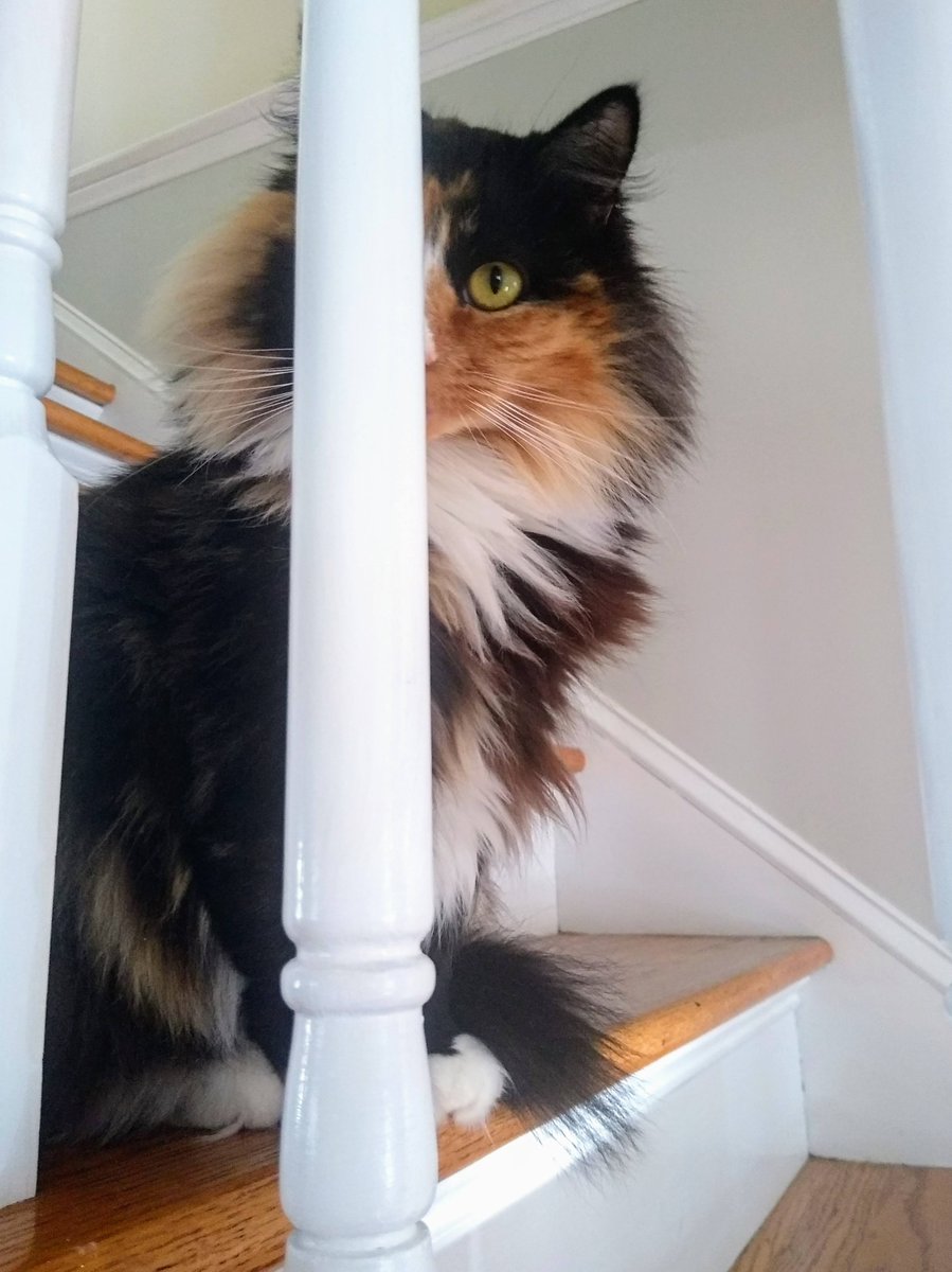 They'll never find me.

#TheyreEatingtheCats 
#theyreeatingthepets 
#TrumpIsUnfitForOffice