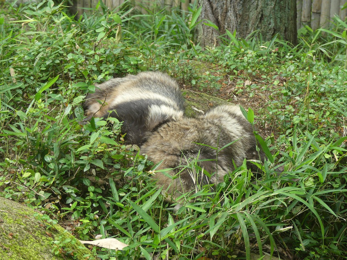 Daily Tanuki Bot (@dailytanuki) on Twitter photo 