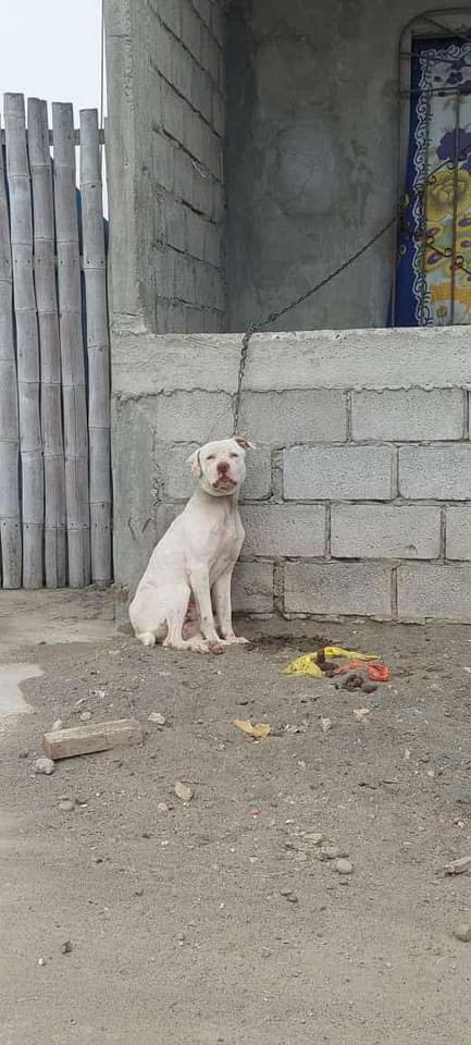 Por estadio Alberto Spencer a 2 cuadras del colegio felix Sarmiento... Santa Elena!! Ayuden a compartir @Sashatheweimara <a href="/RescateAnimalEC/">La Revolución Animal</a> <a href="/DefensoresAn/">Bloque Defensores An</a> <a href="/luisantonio_r/">Luis Antonio Ruiz 💪 !!!</a> <a href="/LoaEcuador/">LoaEcuador</a> <a href="/MANimalistas/">MANIMALISTAS ECUADOR</a> <a href="/PAEecuador/">Protección Animal EC</a> <a href="/biancasalame/">Bianca Salame (Imb ISAP)</a>