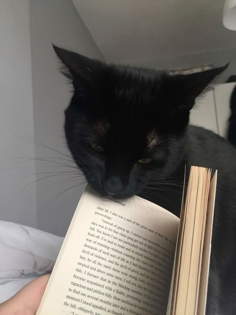 Black cats are not bad luck (@visualscat) on Twitter photo 