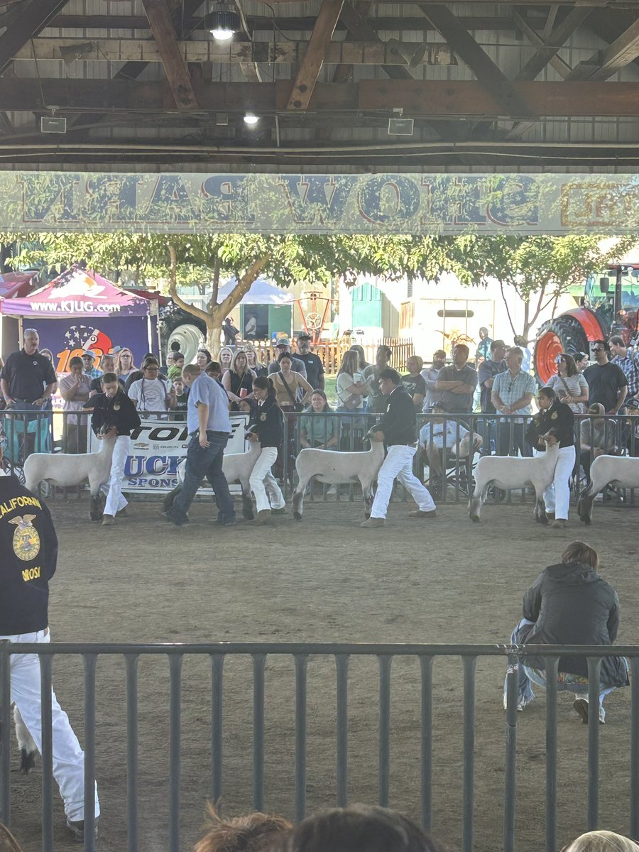 The FFA Sheep Team had a great day today at the Tulare County Fair, coming away with many top prizes! <a href="/LindsayUnified/">Lindsay Unified School District</a>