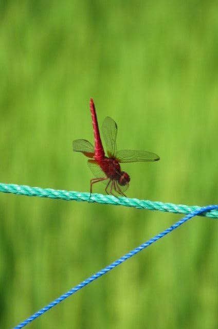 ショウジョウトンボ
かっこいい