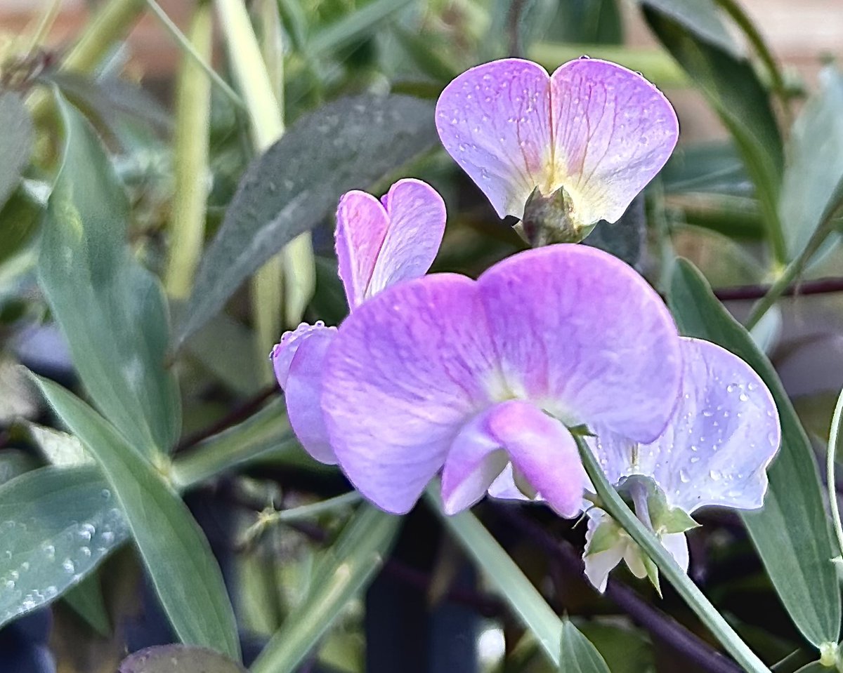 AttersonBarbara's tweet image. #AlphabetChallenge #WeekKforKnowledge 

Every flower has its own special meaning or symbolism, and this can be influenced by the variety and colour, or even by the number gifted. #Knowledge of the language of flowers is called floriography.

Have the best of days everyone 😊